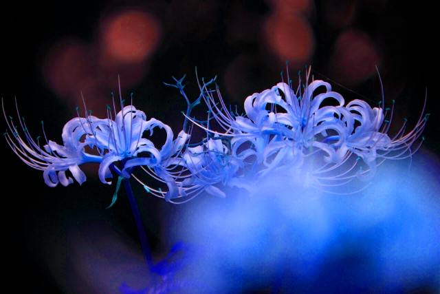 photo: blue higanbana